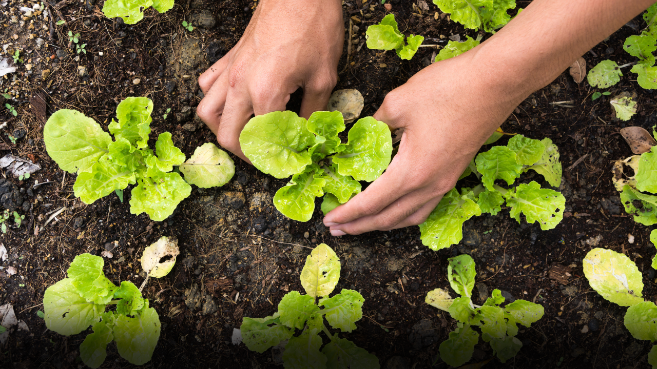 tips milieuvriendelijke zomertuin