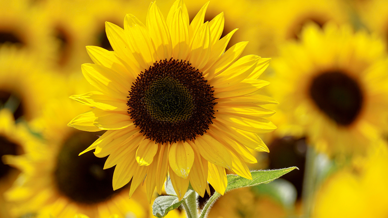 zonnebloemen verzorgen