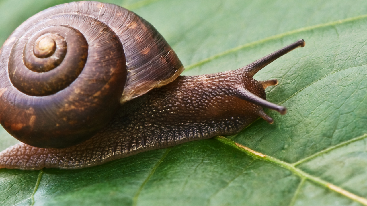 Close-up van een bruine slak op een groene blad