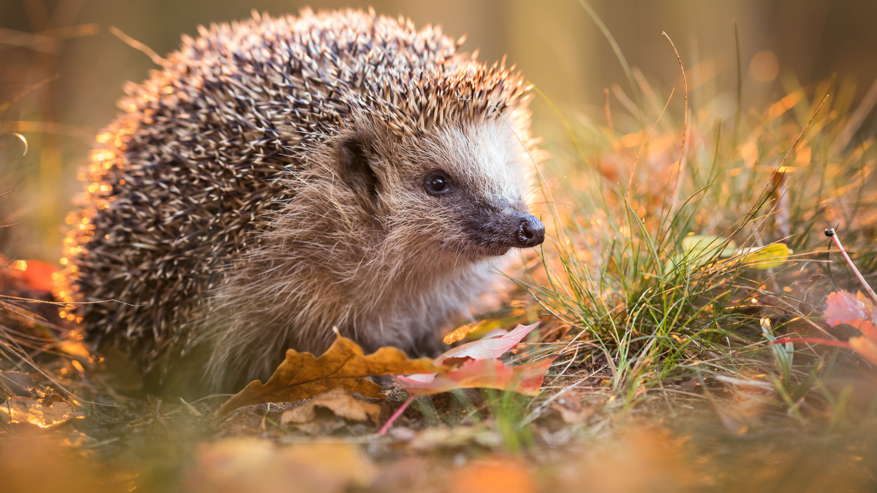 Egel op een herfstavond tussen bladeren en gras, verlicht door warm zonlicht.