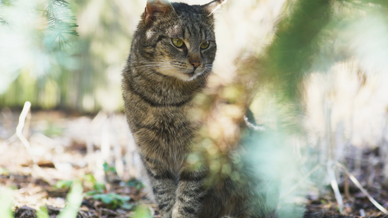 Grijze gestreepte kat in een tuin gefotografeerd door takken heen.