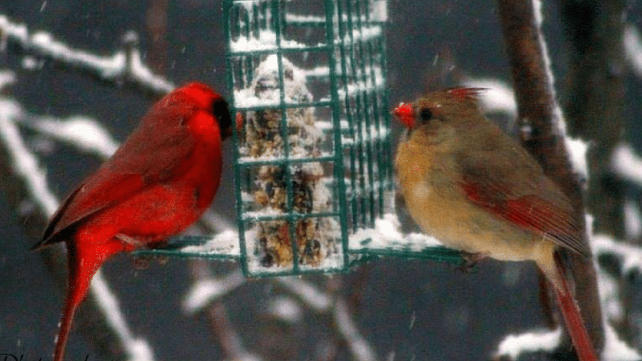 Mannelijke en vrouwelijke kardinalen bij een vogelvoeder in een besneeuwd winterlandschap.