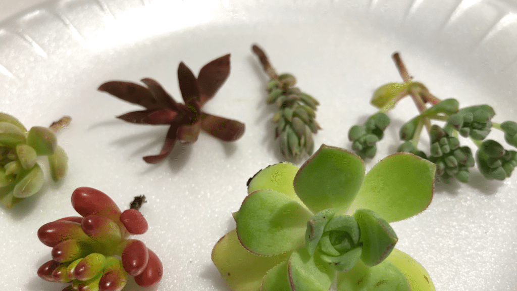 Kleine vetplant stekjes op een wit bord
