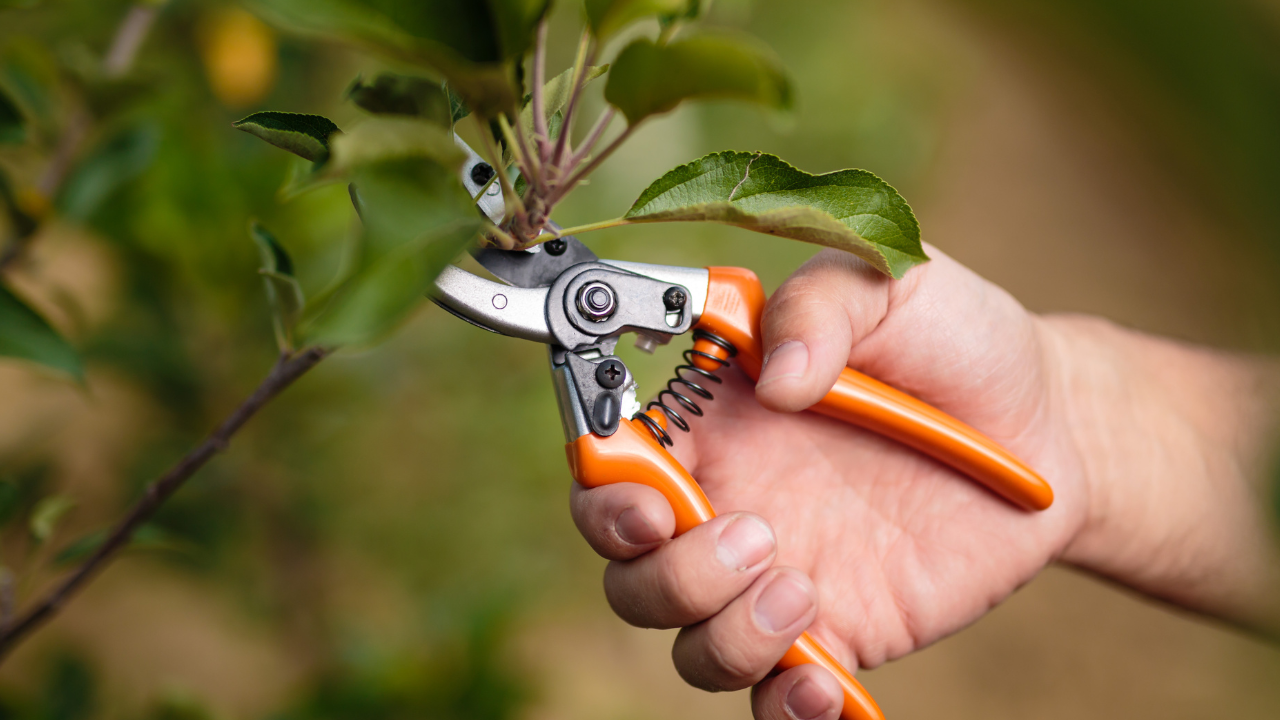 Snoeien van tak met oranje snoeischaar voor tuinonderhoud kalender