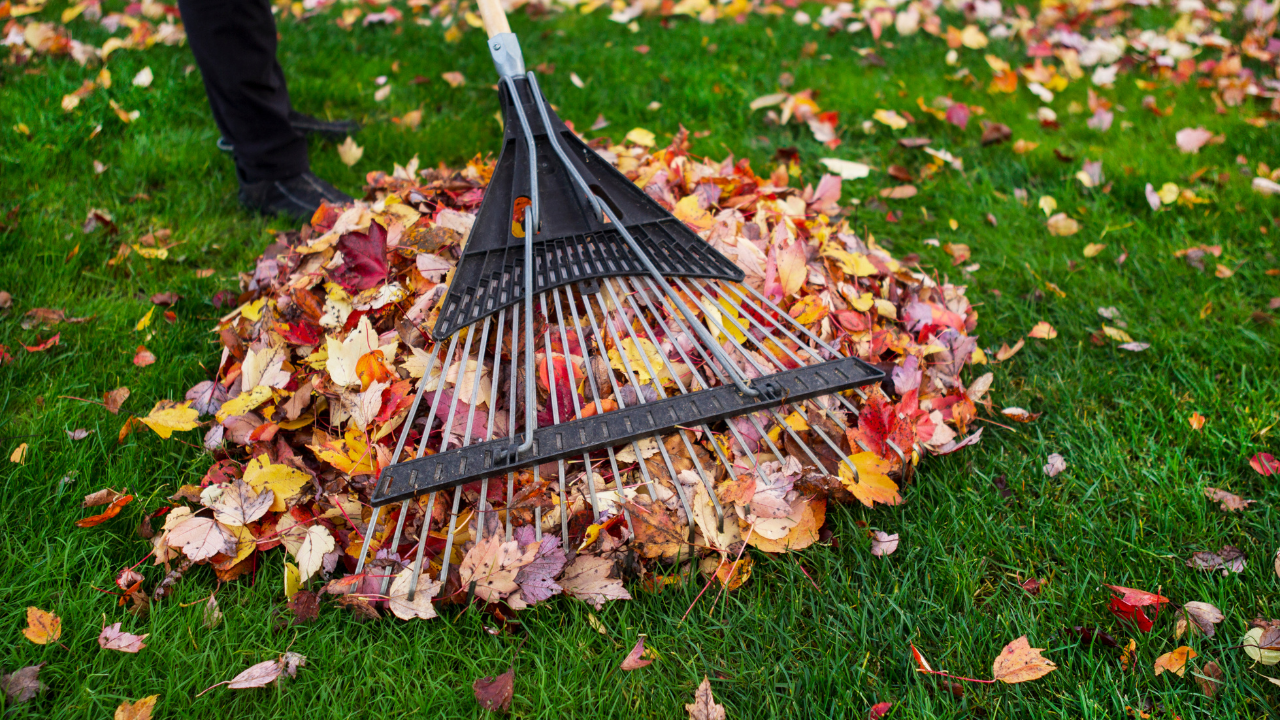Een hark verzamelt kleurrijke herfstbladeren op een groen gazon in de tuin.