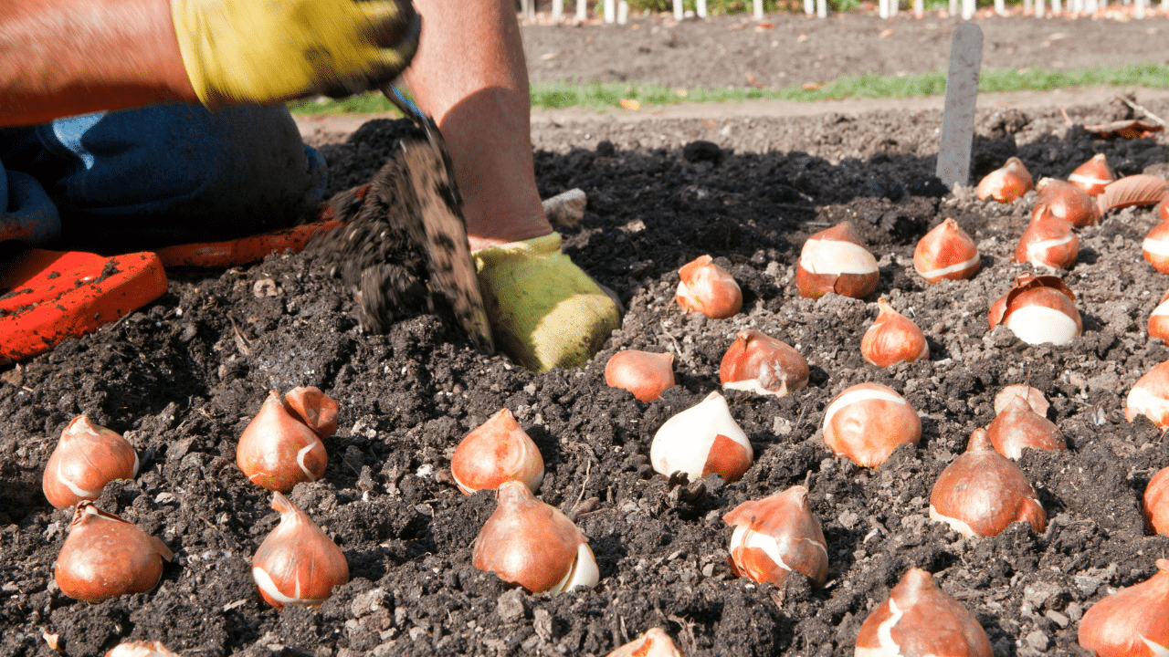 Tuinier plant tulpenbollen in de herfstgrond voor een kleurrijke voorjaarsbloei.