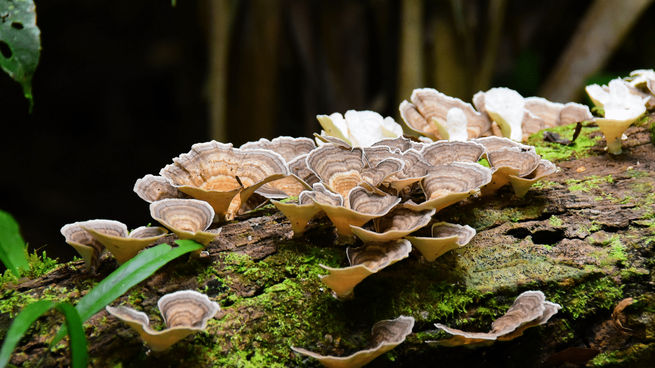 Bruine en witte paddenstoelen groeien op een met mos bedekte boomstam in een bos.