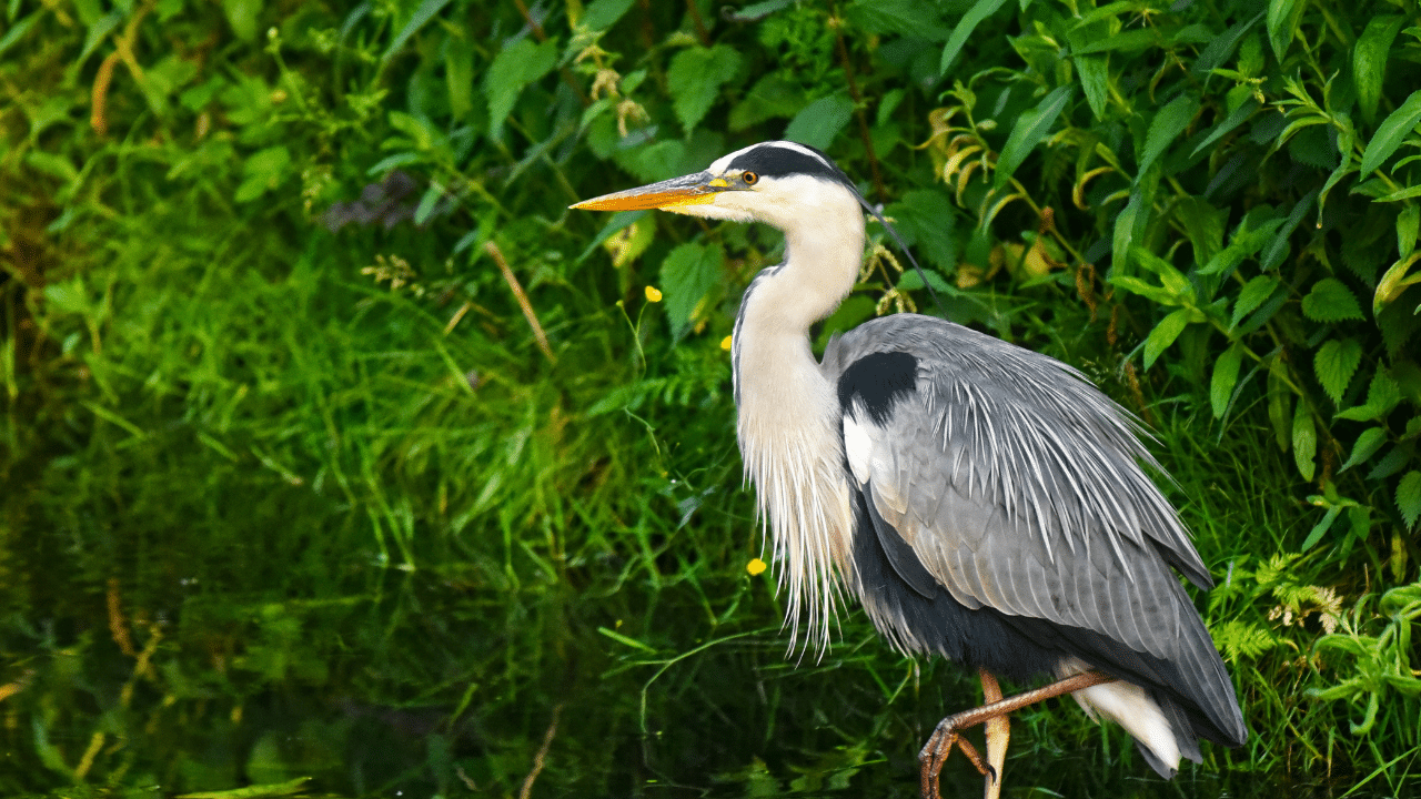 reiger bij de vijver verjagen in de tuin