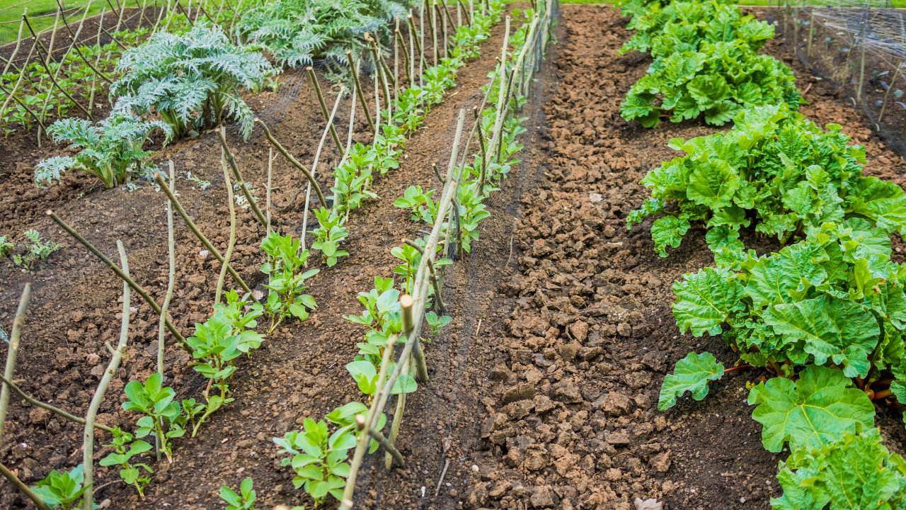 Wintergroenten kweken in de moestuin met rijen boerenkool, peulvruchten en snijbiet