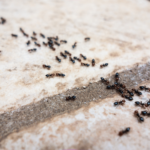Zwarte mieren in de tuin op een stenen oppervlak, een veelvoorkomend probleem bij buitenplagen.
