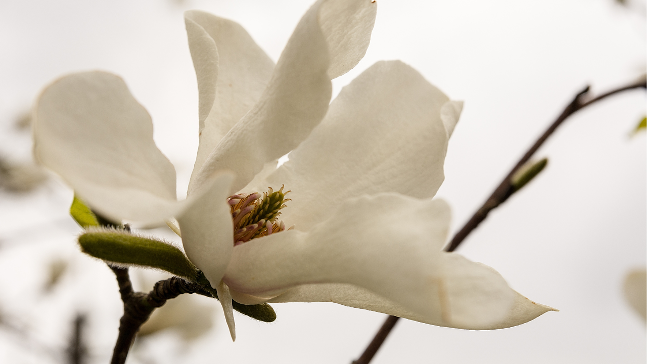 Witte magnoliabloem in volle bloei tegen een bewolkte hemel