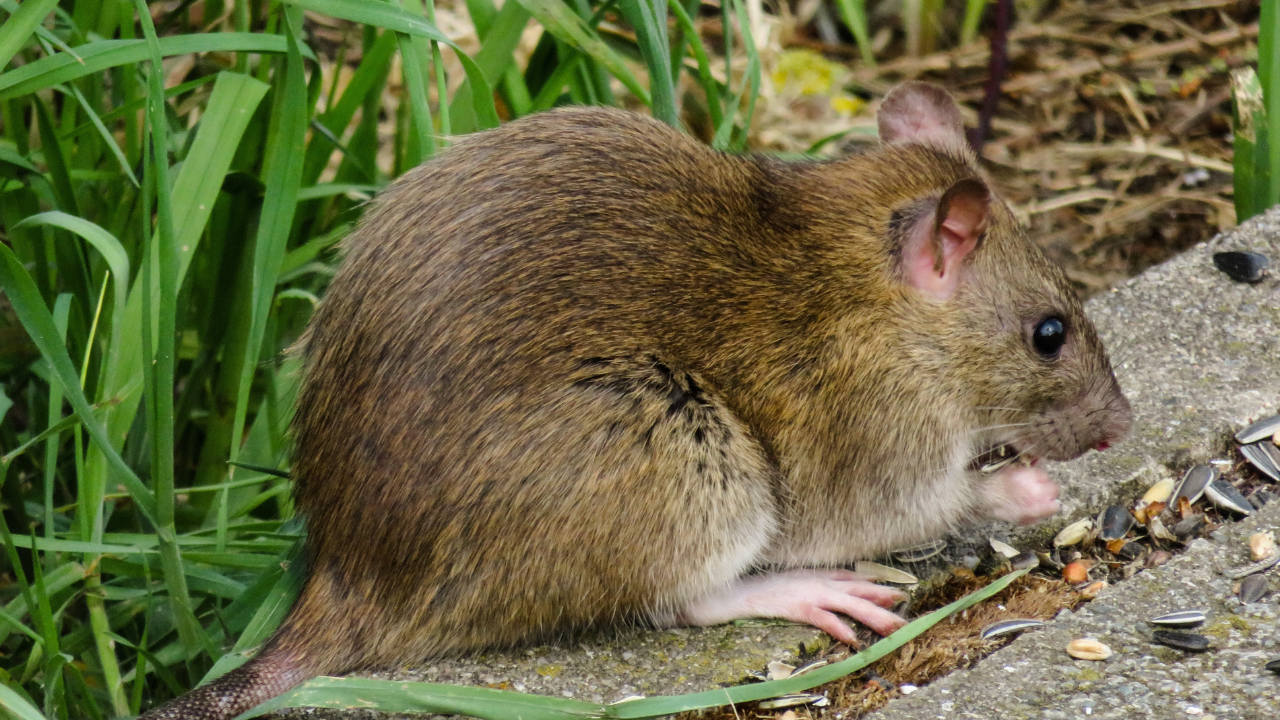 Bruine rat eet zaden op een betonnen ondergrond tussen het gras
