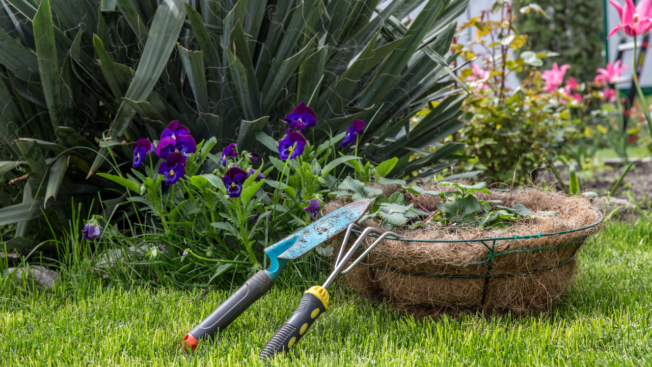 Tuingereedschap en plantenmand op groen gras in onderhoudsvrije tuin