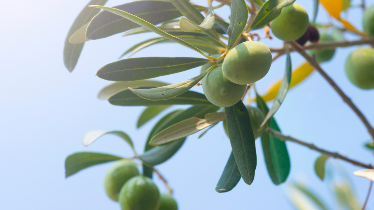 Groene olijven aan tak van olijfboom in zonlicht tegen blauwe lucht