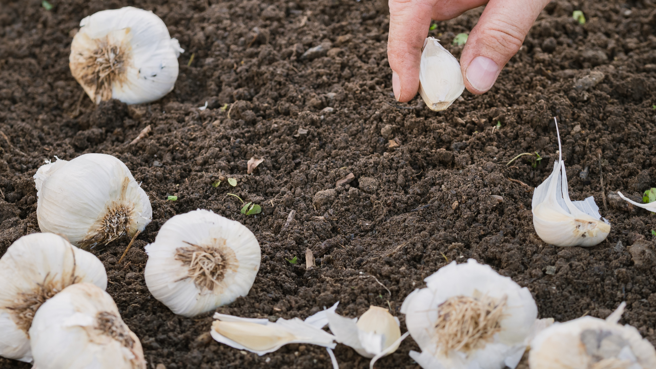 Man plant knoflooktenen in vruchtbare aarde voor een thuismoestuin