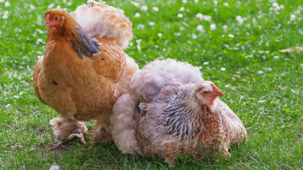 Twee kippen op gras als natuurlijke bestrijding van taxuskevers