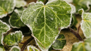 Groen klimopblad met rijp in close-up tijdens de winter