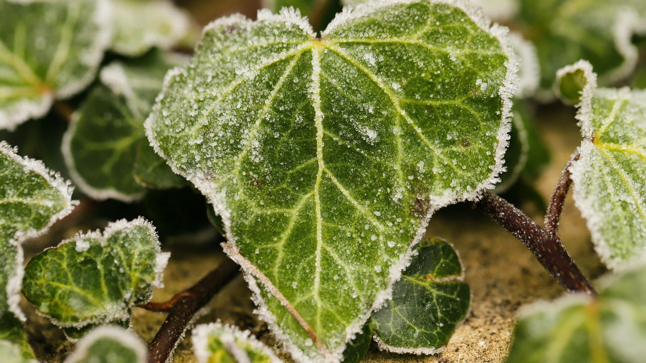 Groen klimopblad met rijp in close-up tijdens de winter