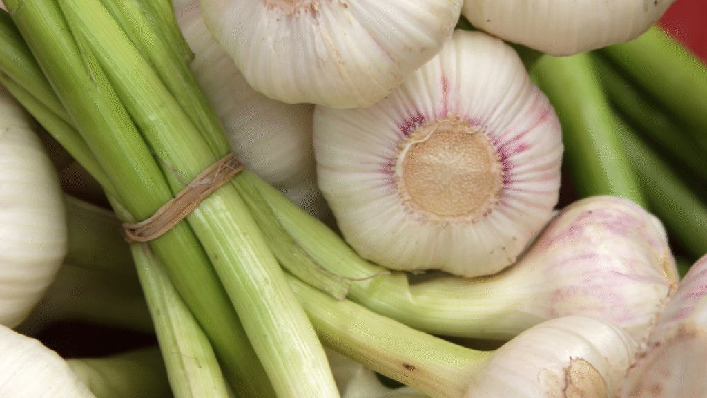 Verse knoflook als natuurlijk middel tegen spintmijt