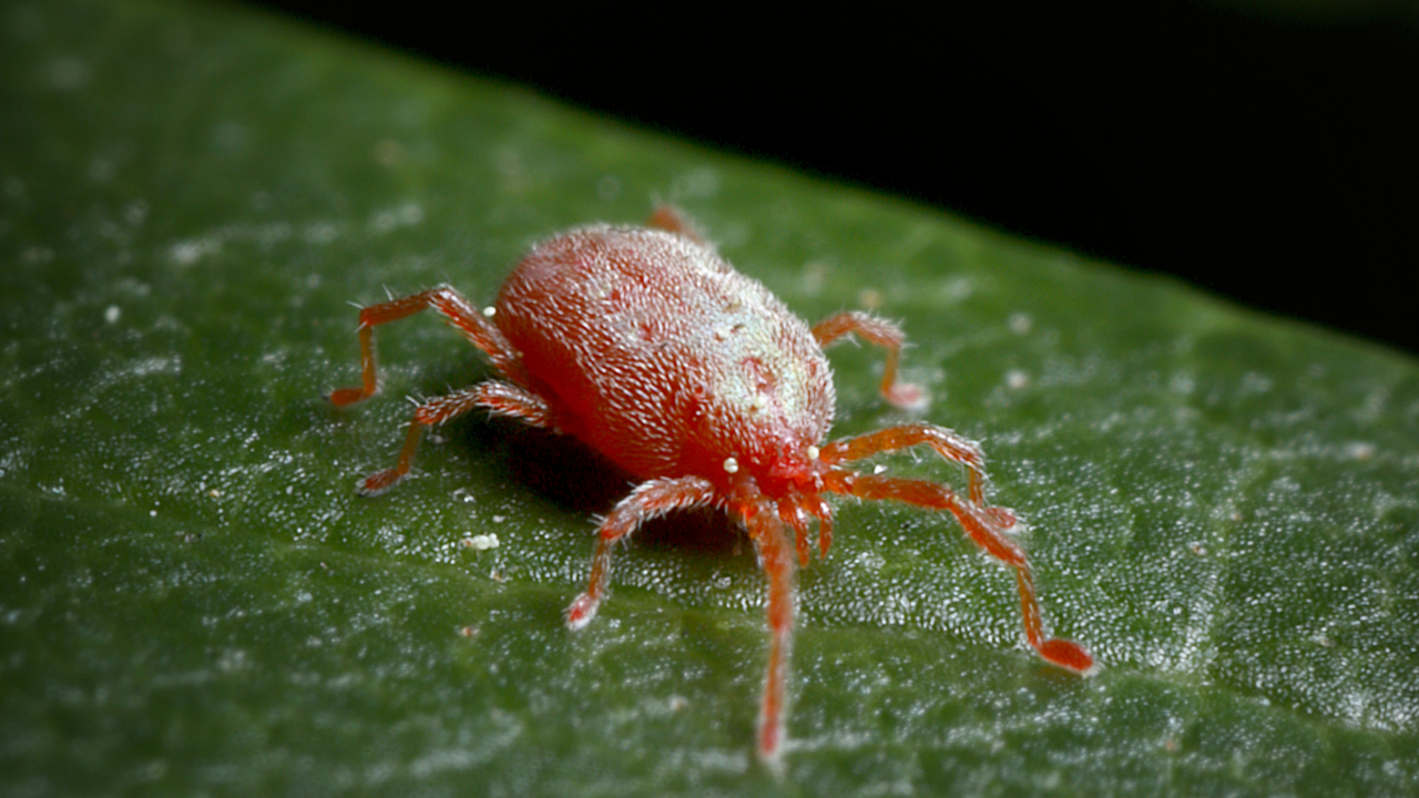 Macro-opname van een rode spintmijt op een groen blad
