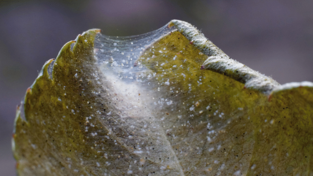 Spintschade met webvorming op aangetast blad