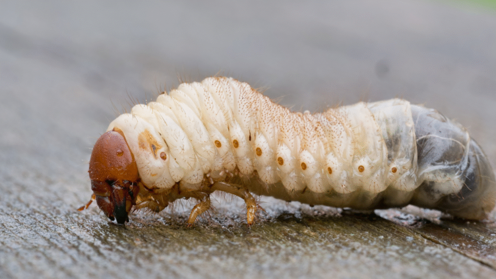 Duidelijke close-up van taxuskever larve op houten ondergrond
