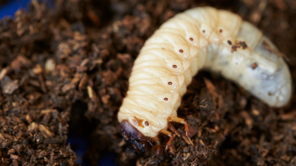 Taxuskever larve in potgrond van dichtbij zichtbaar