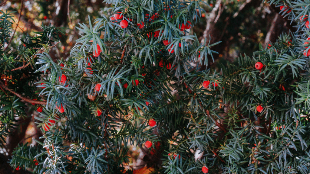 Taxusstruik met donkergroene naalden en rode bessen