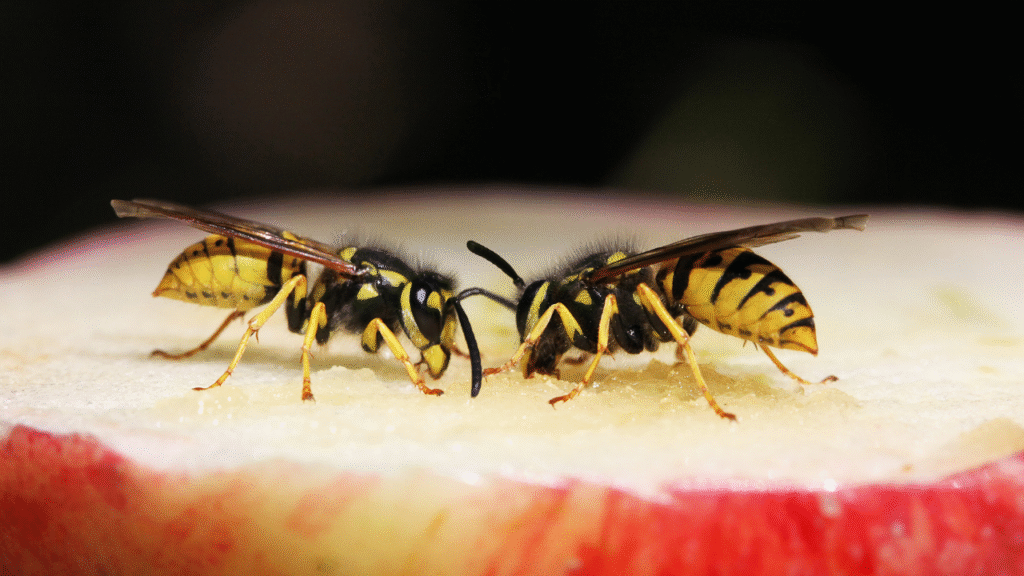 Twee wespen eten van een rode appel
