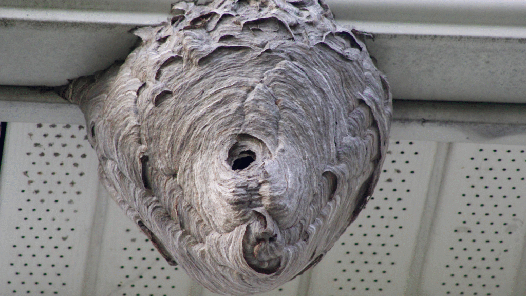 Groot wespennest onder dakrand van woning