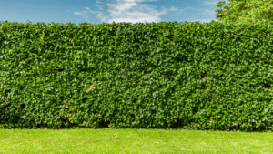Dichte groene beukenhaag onder een blauwe lucht in de tuin