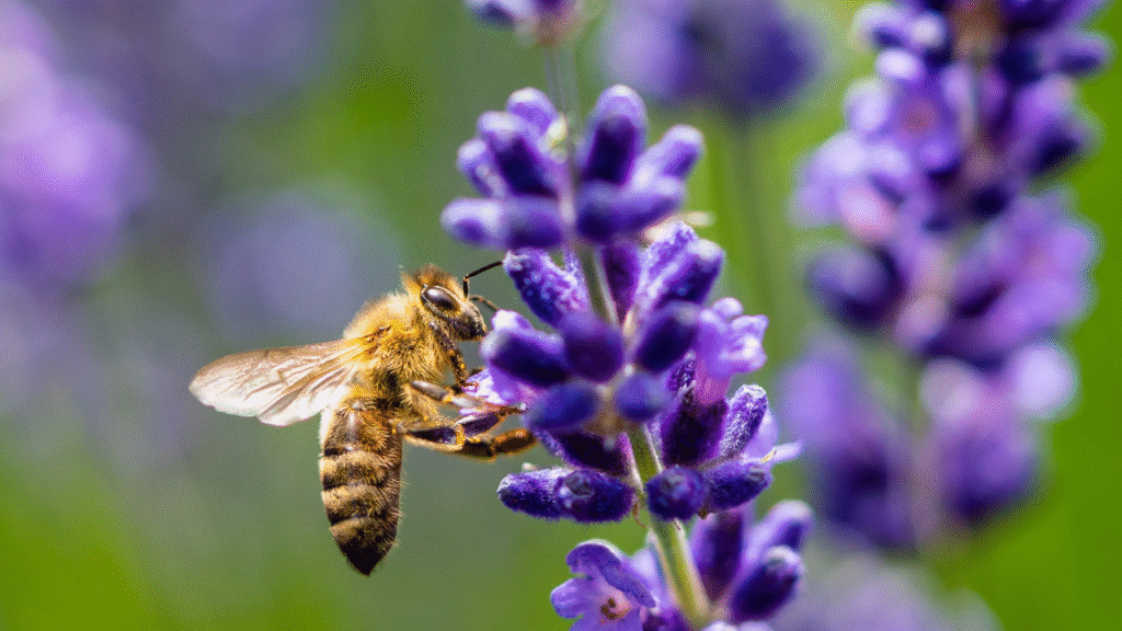 Bijen worden aangetrokken door paarse lavendelbloemen in de tuin