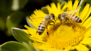 Twee bijen verzamelen nectar op een gele bloem in een zomerse tuin