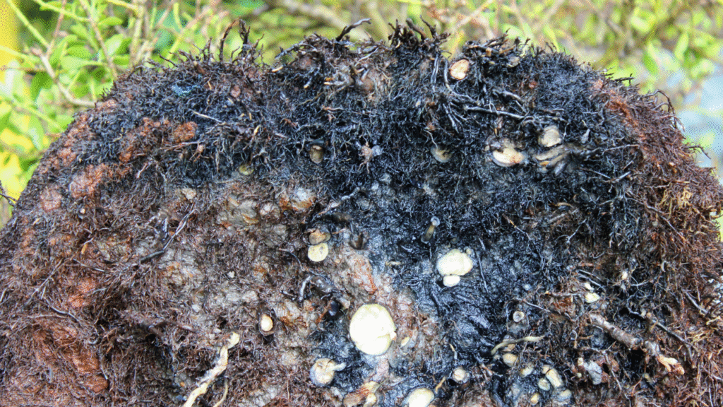 Close-up van wortelrot bij een bonsaiboom met aangetaste wortels