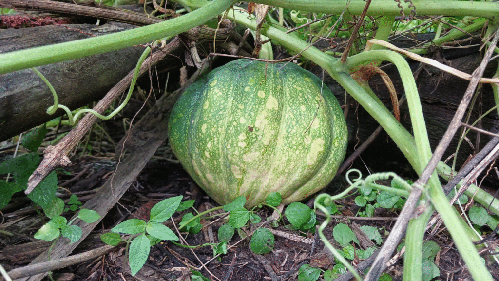 Groene pompoen groeiend tussen bladeren en takken op een zonnige tuinplek
