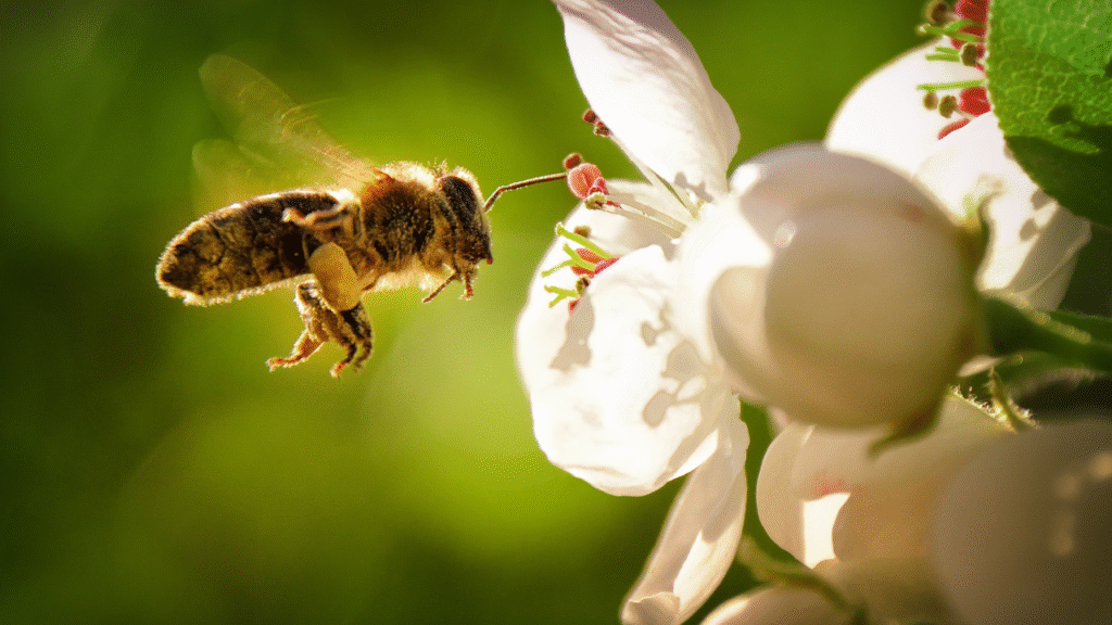 Honingbij vliegt naar witte bloesem in een bijvriendelijke tuin