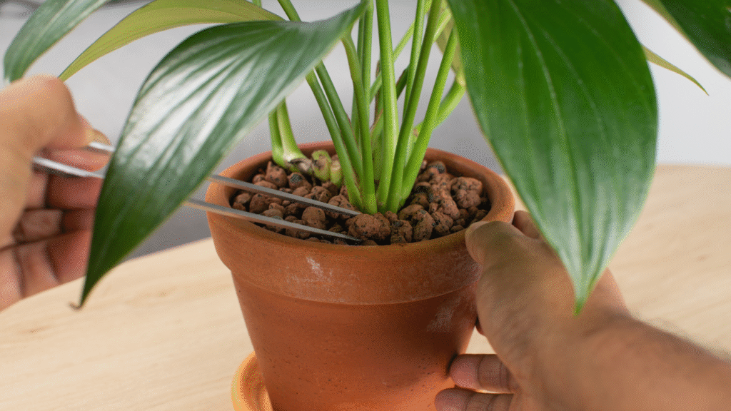 Kamerplant in terracotta pot met hydrokorrels en pincet voor verzorging