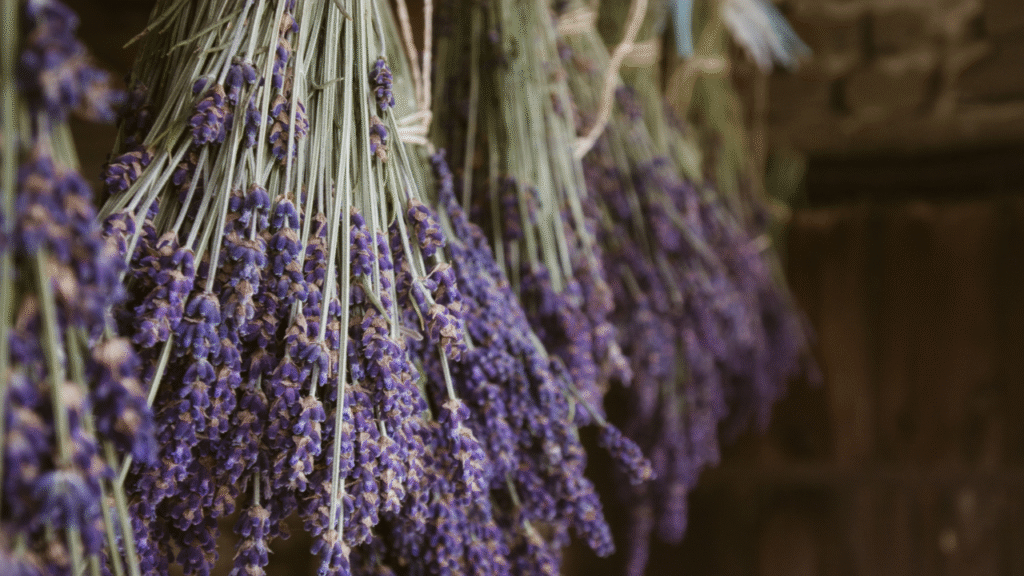 Gedroogde lavendelbosjes opgehangen als natuurlijk muggenwerend middel