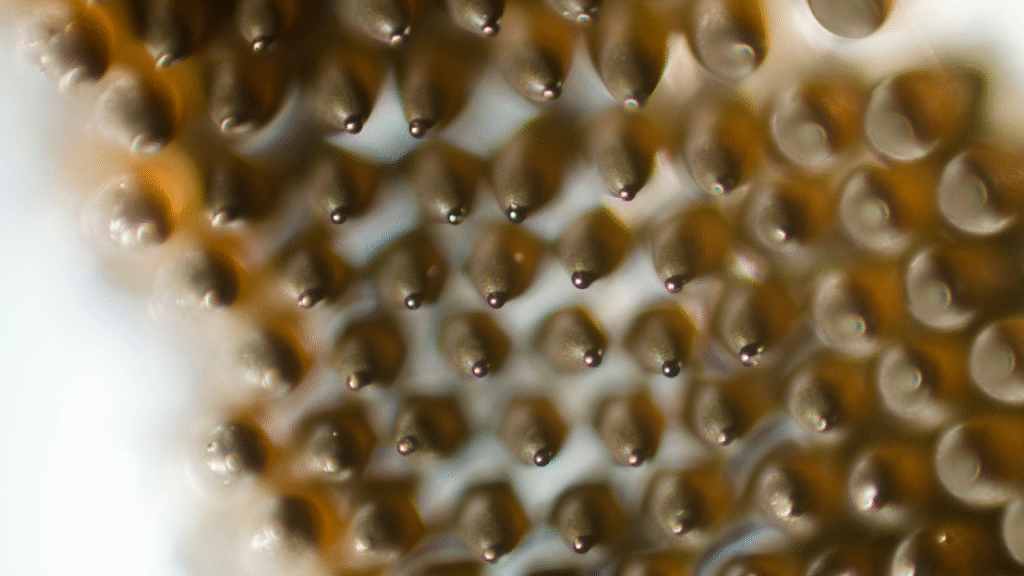 Close-up van muggen eitjes onder de microscoop op wit oppervlak