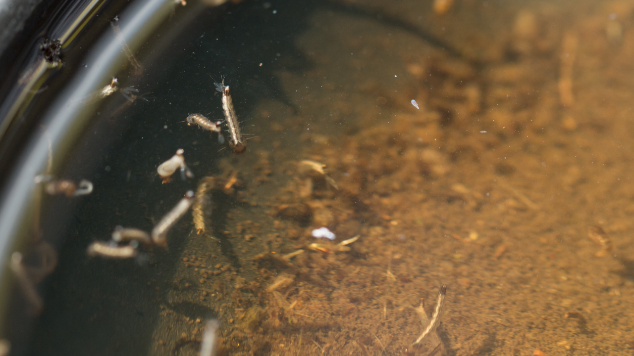 Muggenlarven drijvend in stilstaand water met modderige bodem