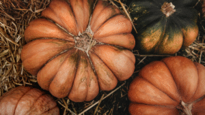Grote oranje pompoenen geoogst op strobedekking in de herfst