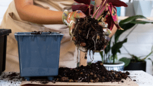 Persoon verpot kamerplant met zichtbare wortels en potgrond
