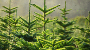 Close-up van groene dennennaalden met dennenappels op een dennenboomtak