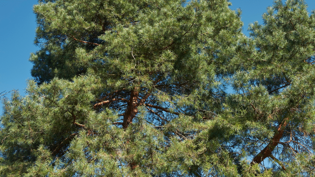 Boomtop van een grove den Pinus sylvestris tegen een heldere blauwe lucht