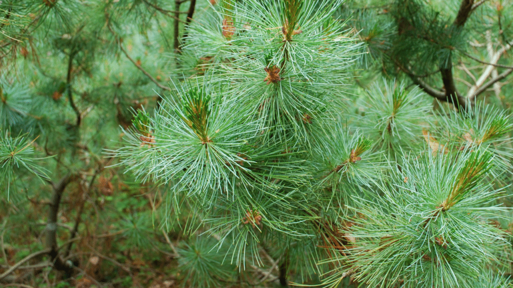 Detail van lange groene naalden van de Pinus mugo bergden in een bosrijke omgeving