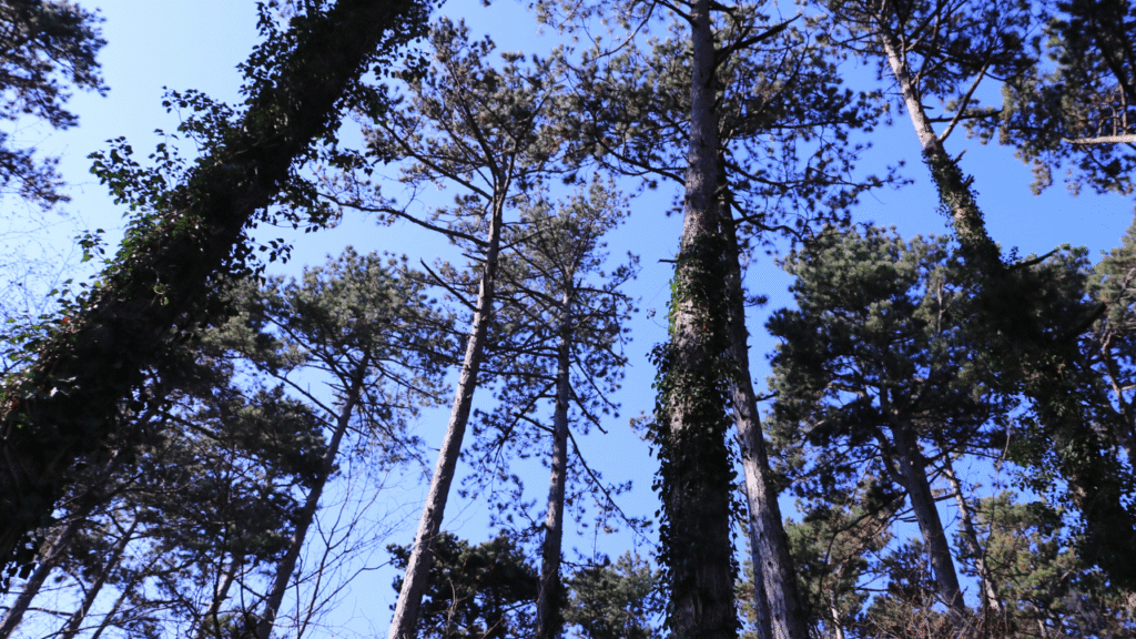 Pinus nigra zwarte dennenbomen in een dicht bos tegen een blauwe lucht